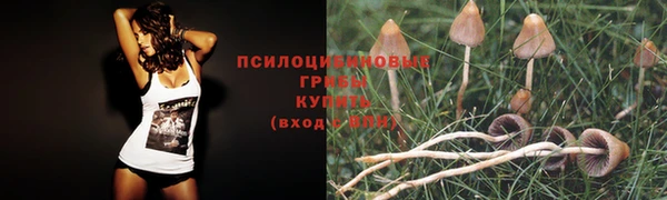 прущие грибы Алексин